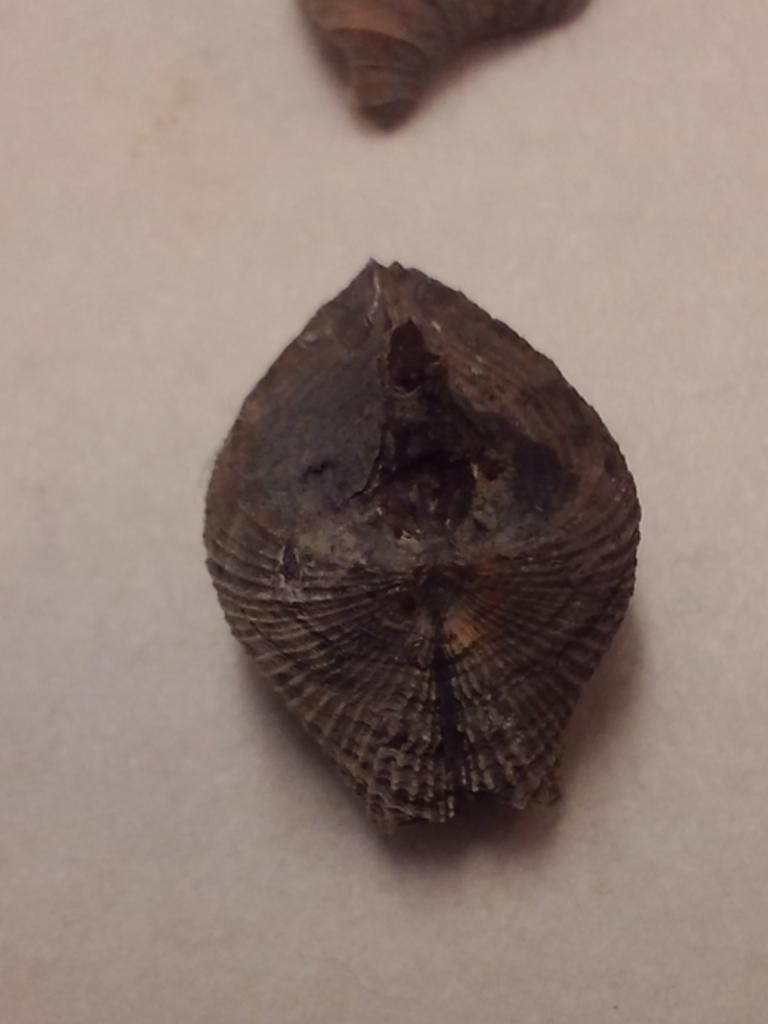 Mineral Wells/lake Jacksboro Trip Fossil Hunting Trips The Fossil Forum